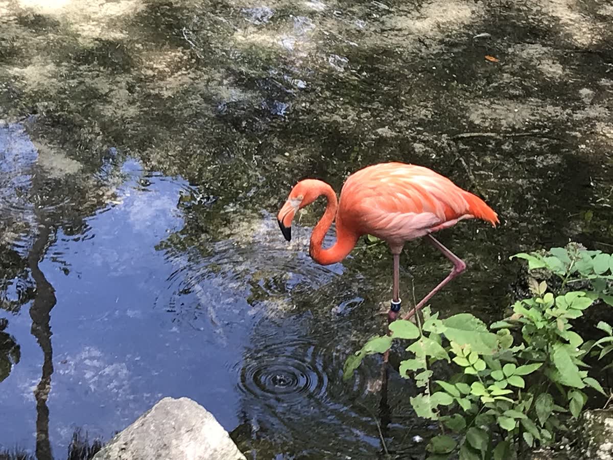 Homosassa Springs, Florida