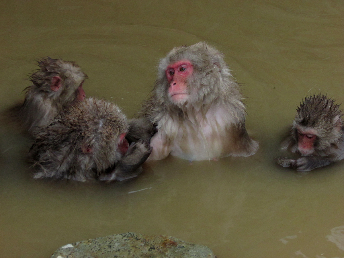 Jigokudani Monkey Park Japan